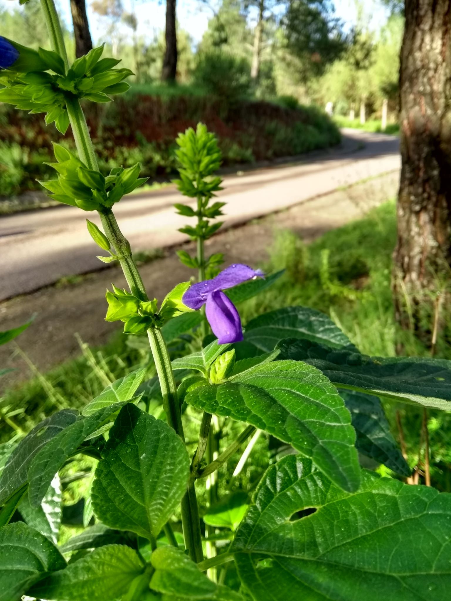 Salvia mexicana